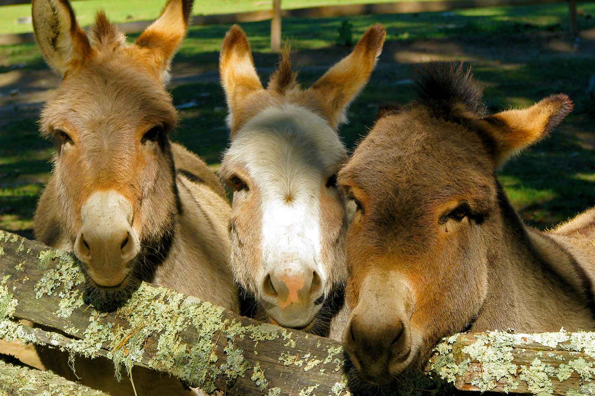 Three Donkeys